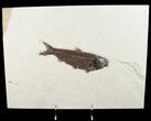 Huge Knightia Fossil Fish - inch Layer #12144-1